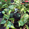 Philodendron 'Brazil'