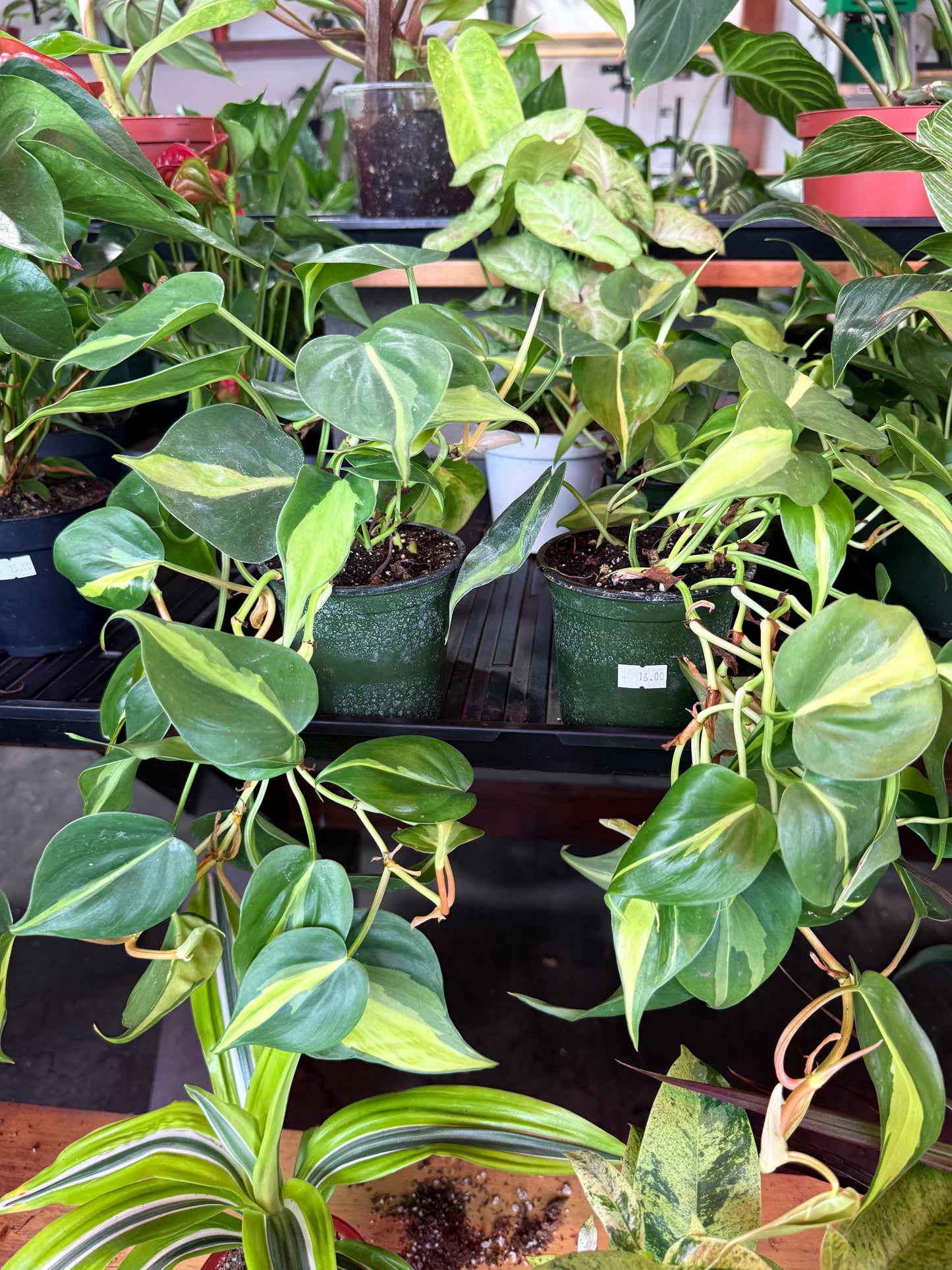 Philodendron 'Brazil'