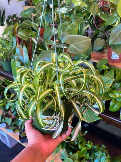 Curly Spider Plant