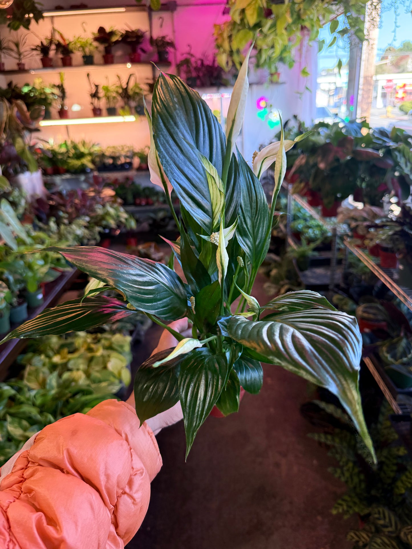 Spathiphyllum ‘Peace Lily'