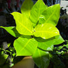 Philodendron 'Moonlight'