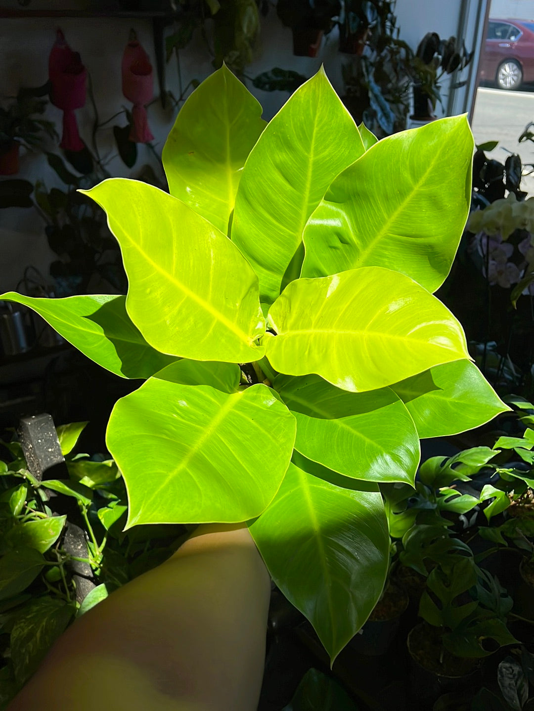 Philodendron 'Moonlight'
