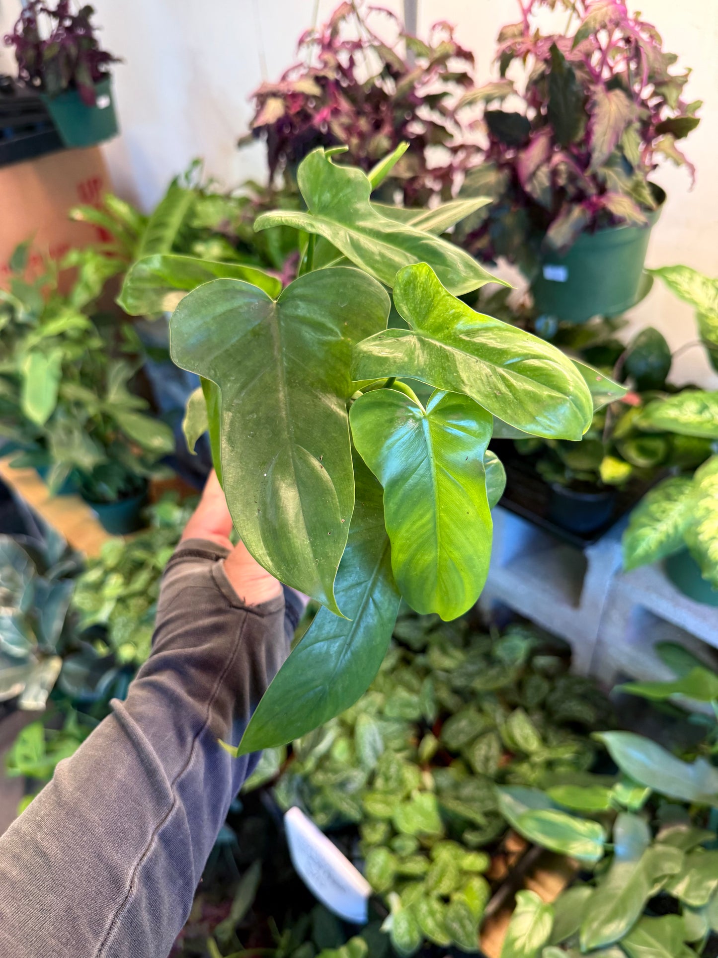 Philodendron 'Horsehead'
