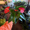 Anthurium ‘Aristo’