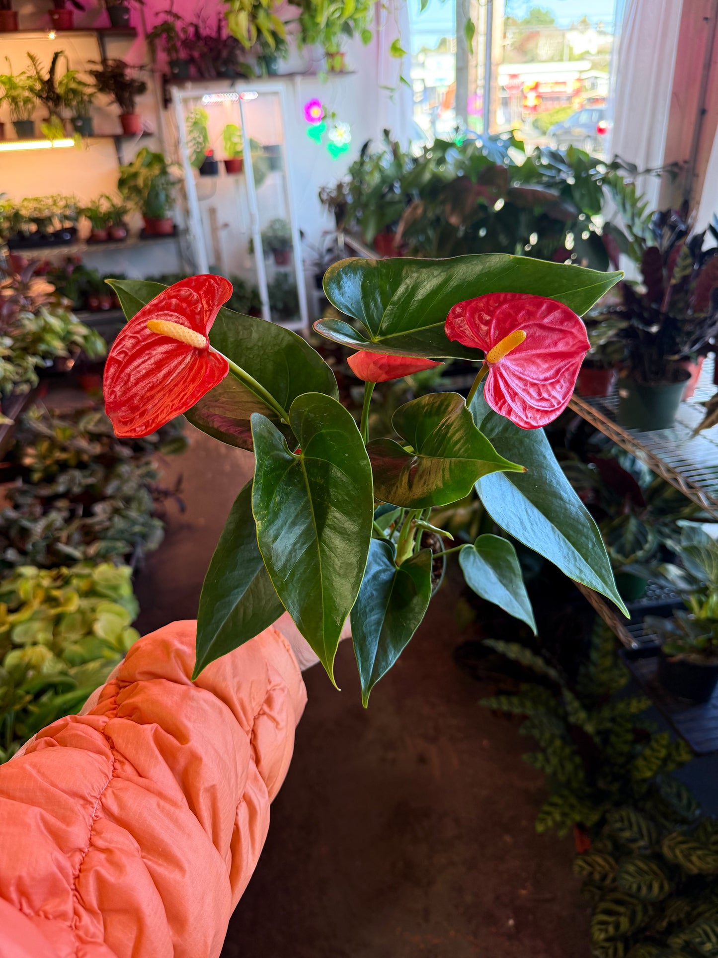Anthurium ‘Aristo’