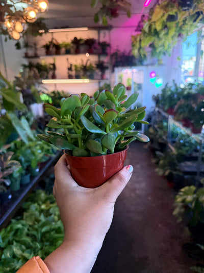 Jade Plant