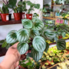 Peperomia Watermelon
