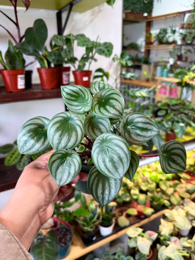 Peperomia Watermelon