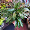 Aglaonema ‘Tigress’