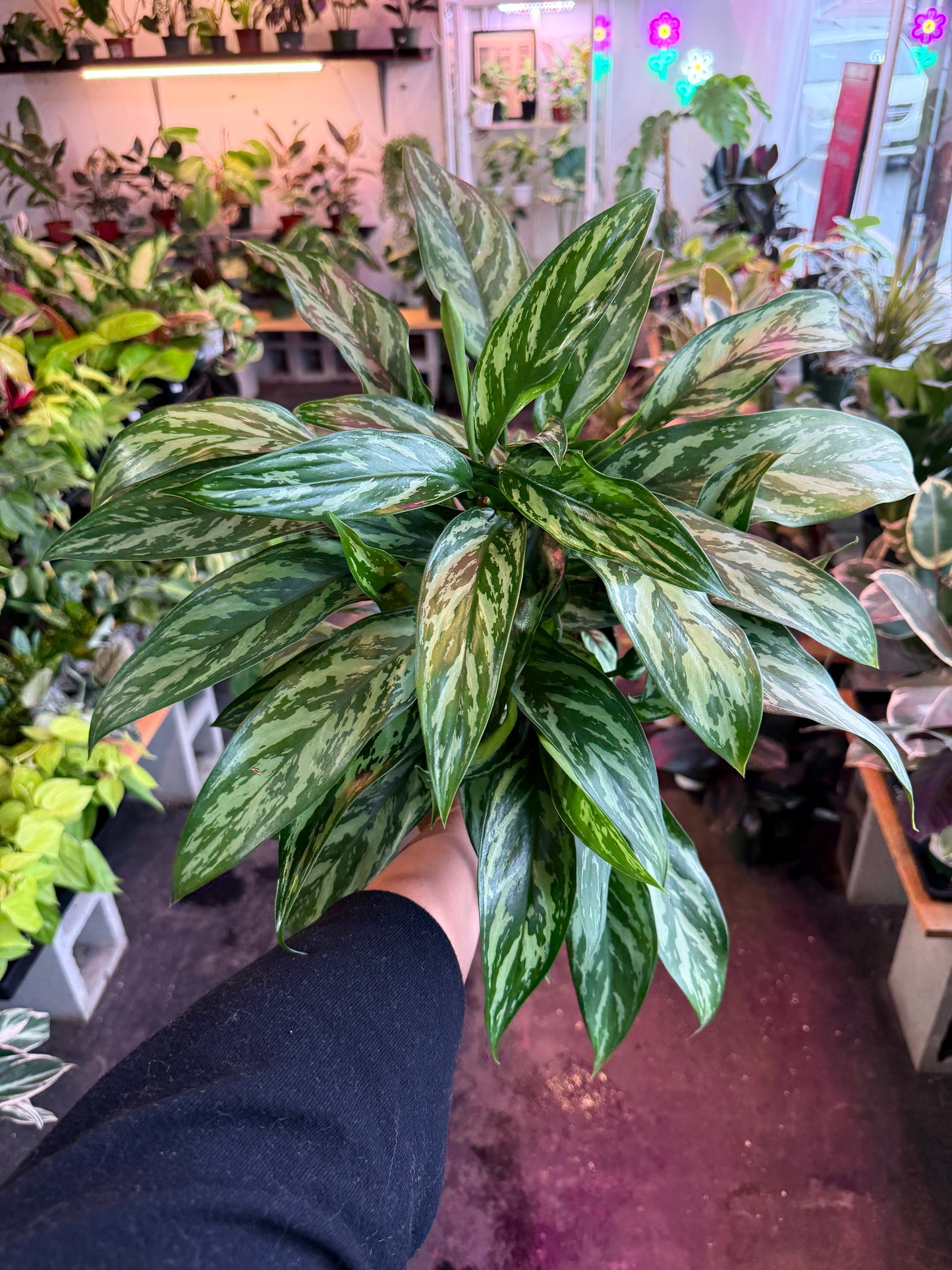 Aglaonema ‘Tigress’