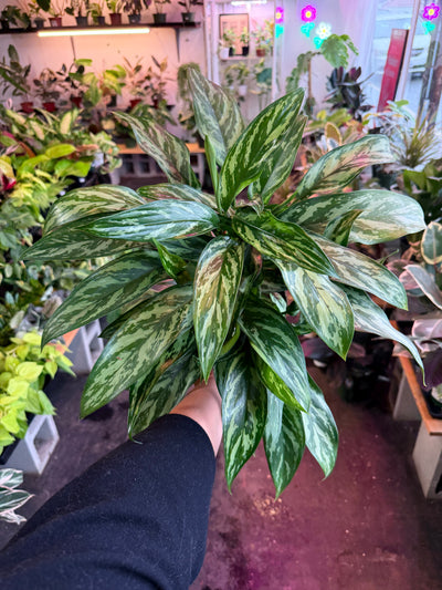 Aglaonema ‘Tigress’