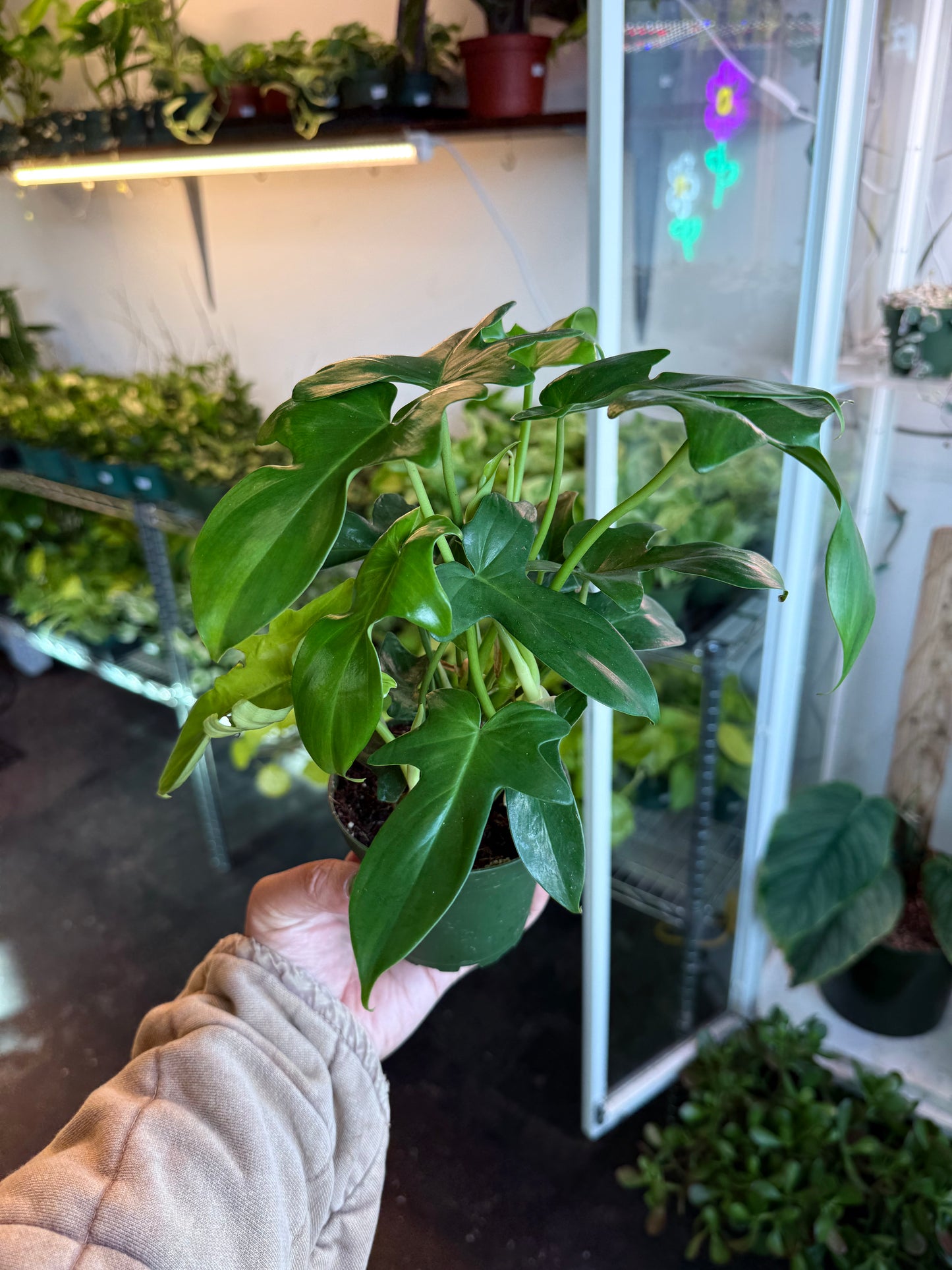 Philodendron 'Pedatum'