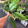 Philodendron ‘Choco Empress’
