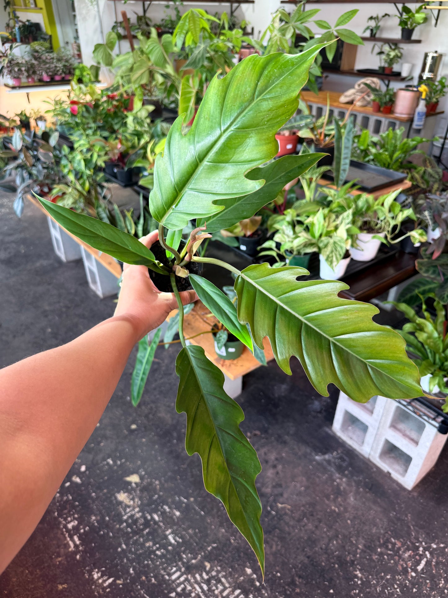 Philodendron ‘Choco Empress’