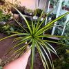 Dracaena ‘Sun Ray’