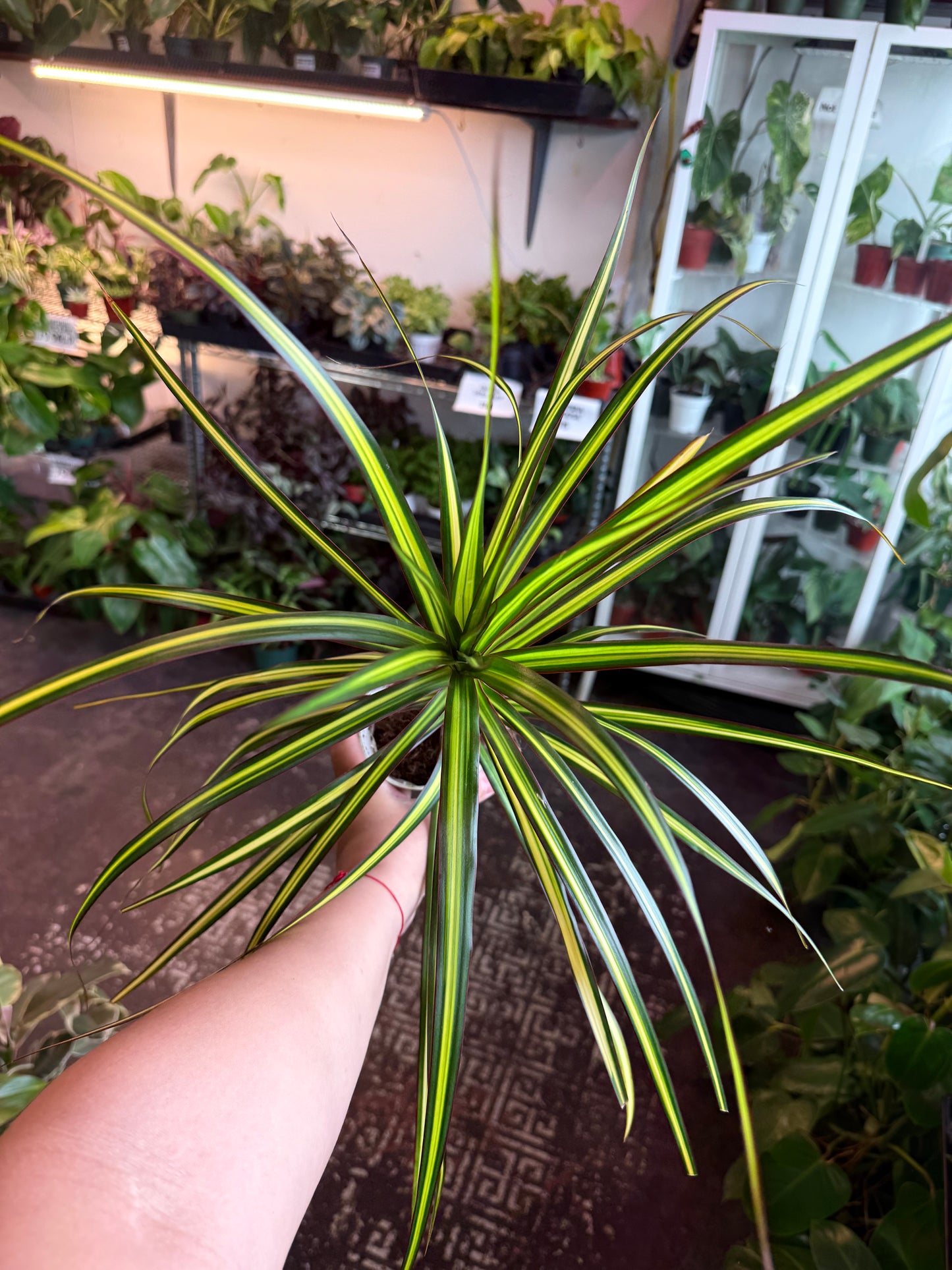 Dracaena ‘Sun Ray’