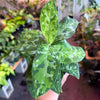 Aglaonema ‘Pictum Tricolor’