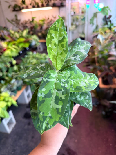 Aglaonema ‘Pictum Tricolor’