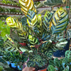 Calathea 'Makoyana'