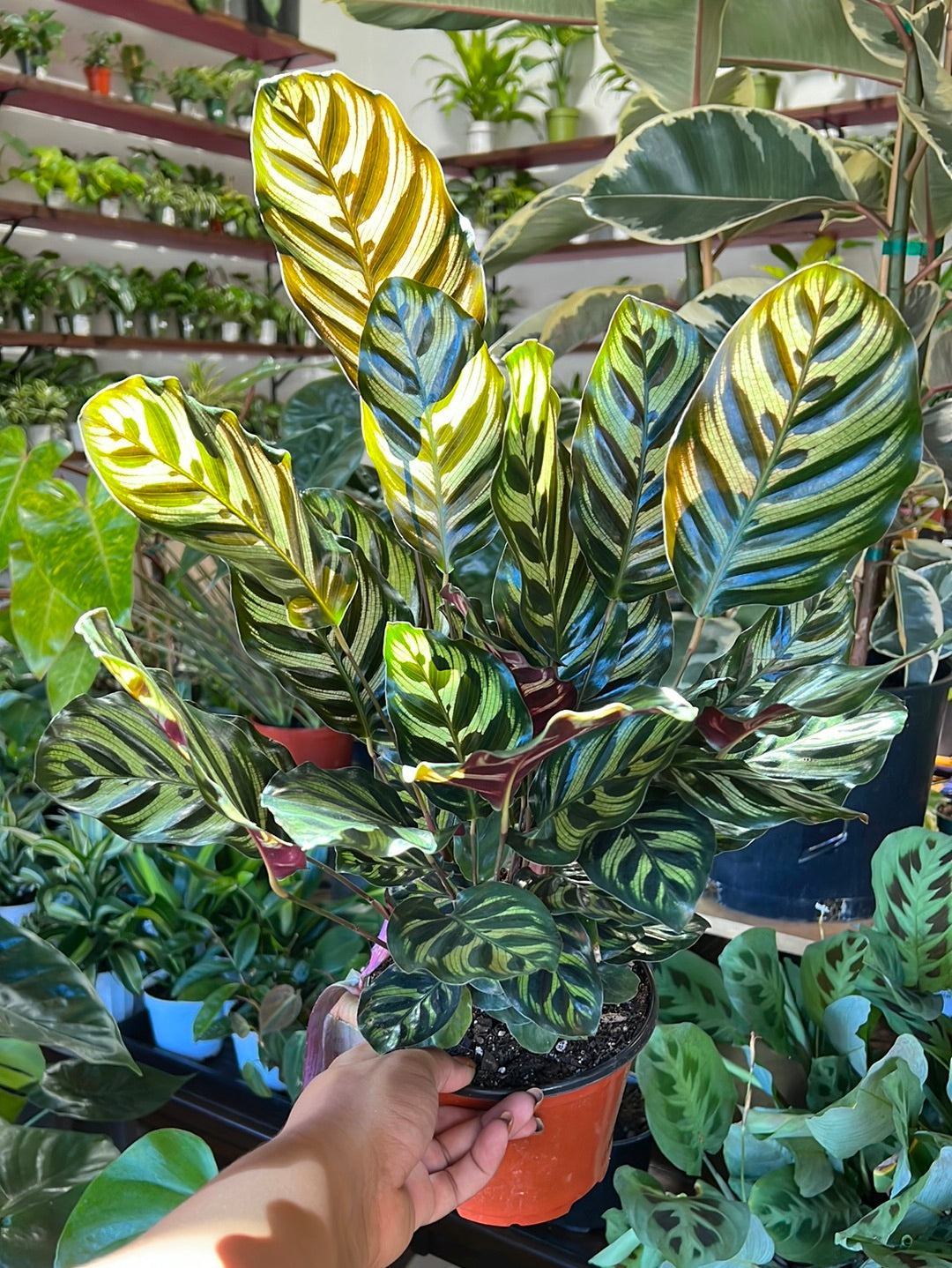 Calathea 'Makoyana'