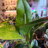 Ficus 'Shivereana' (Moonshine)