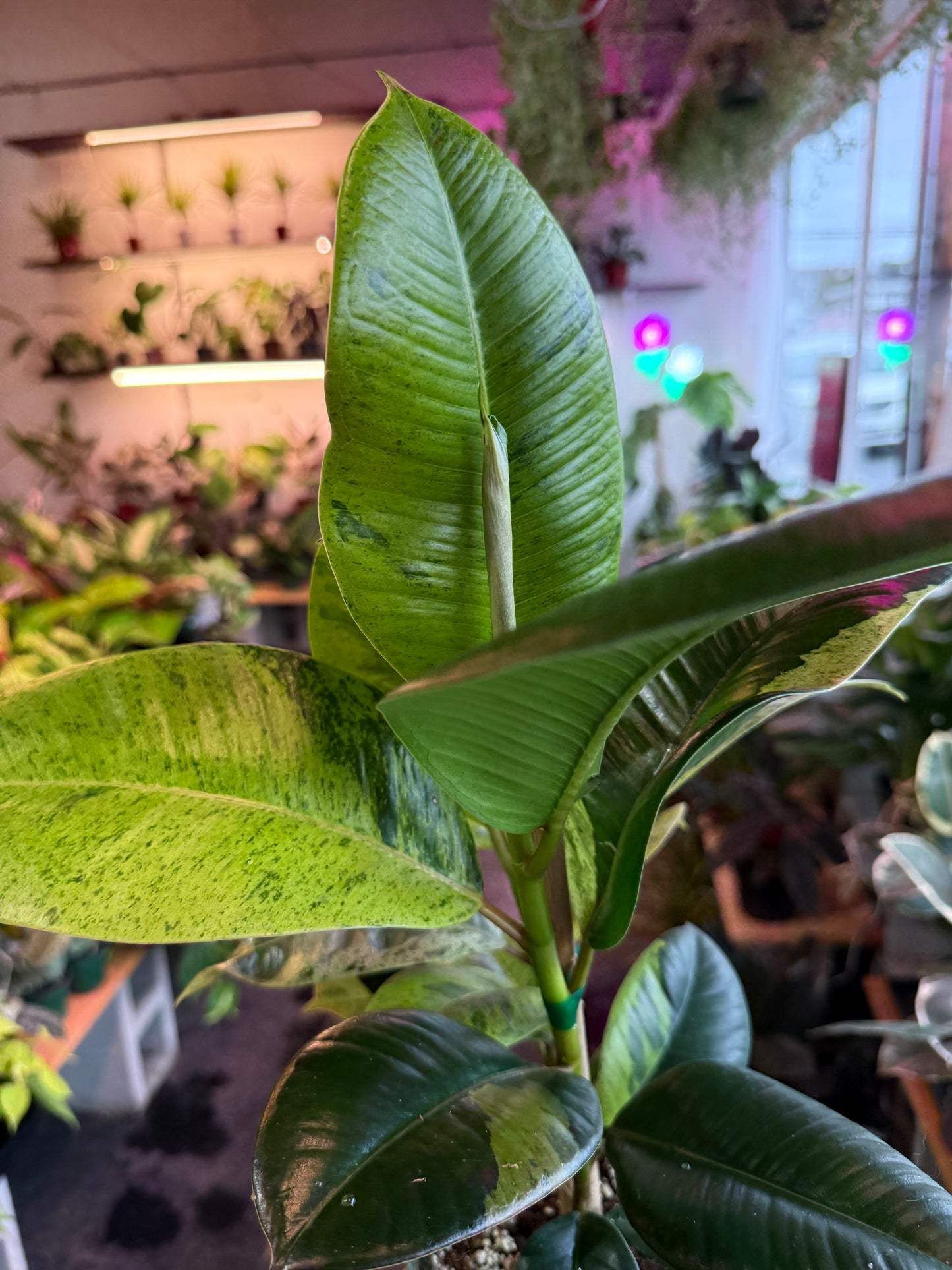 Ficus 'Shivereana' (Moonshine)