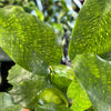 Calathea 'Network'