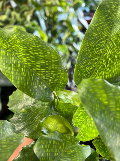 Calathea 'Network'