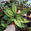 Aglonema ‘Wintery Winehouse’