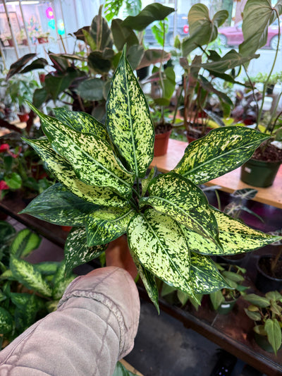 Aglonema ‘Wintery Winehouse’