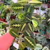 Maranta ‘Lemon Lime’