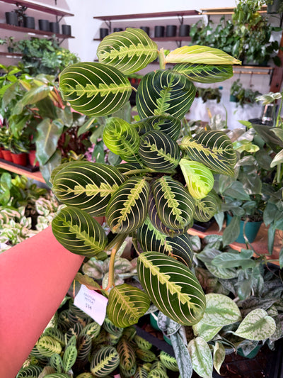 Maranta ‘Lemon Lime’
