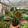 Maranta Red - Prayer Plant