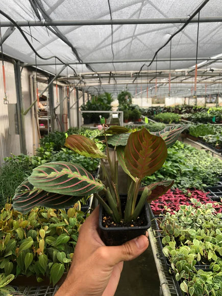 Maranta Red - Prayer Plant