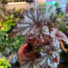 Begonia ‘Rex’