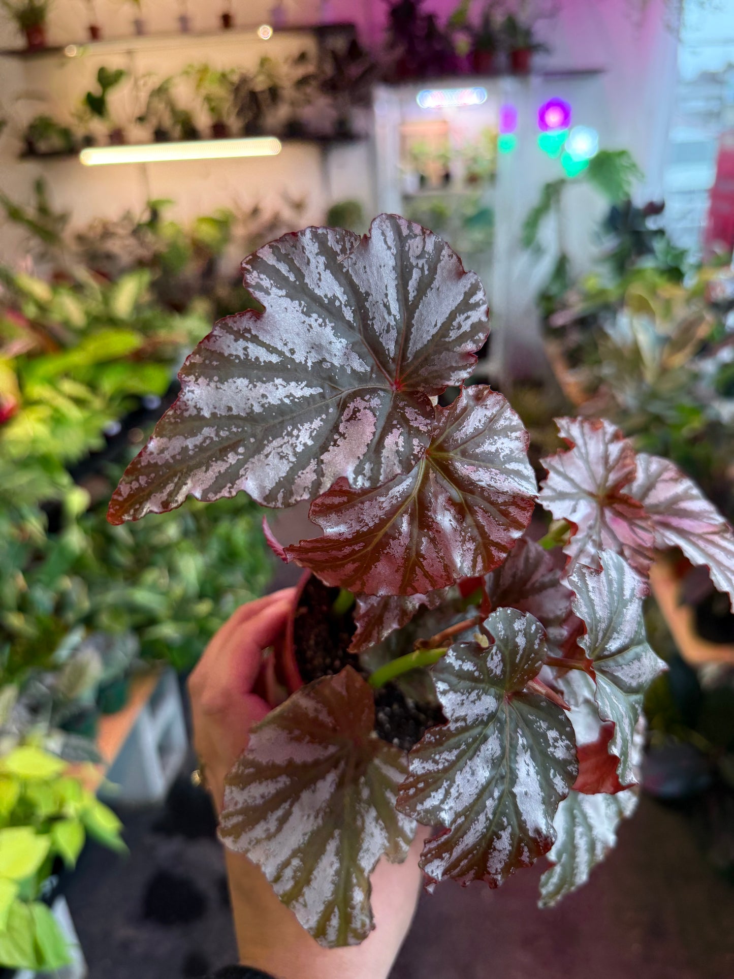 Begonia ‘Rex’