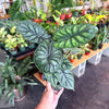 Alocasia 'Dragon Scale'