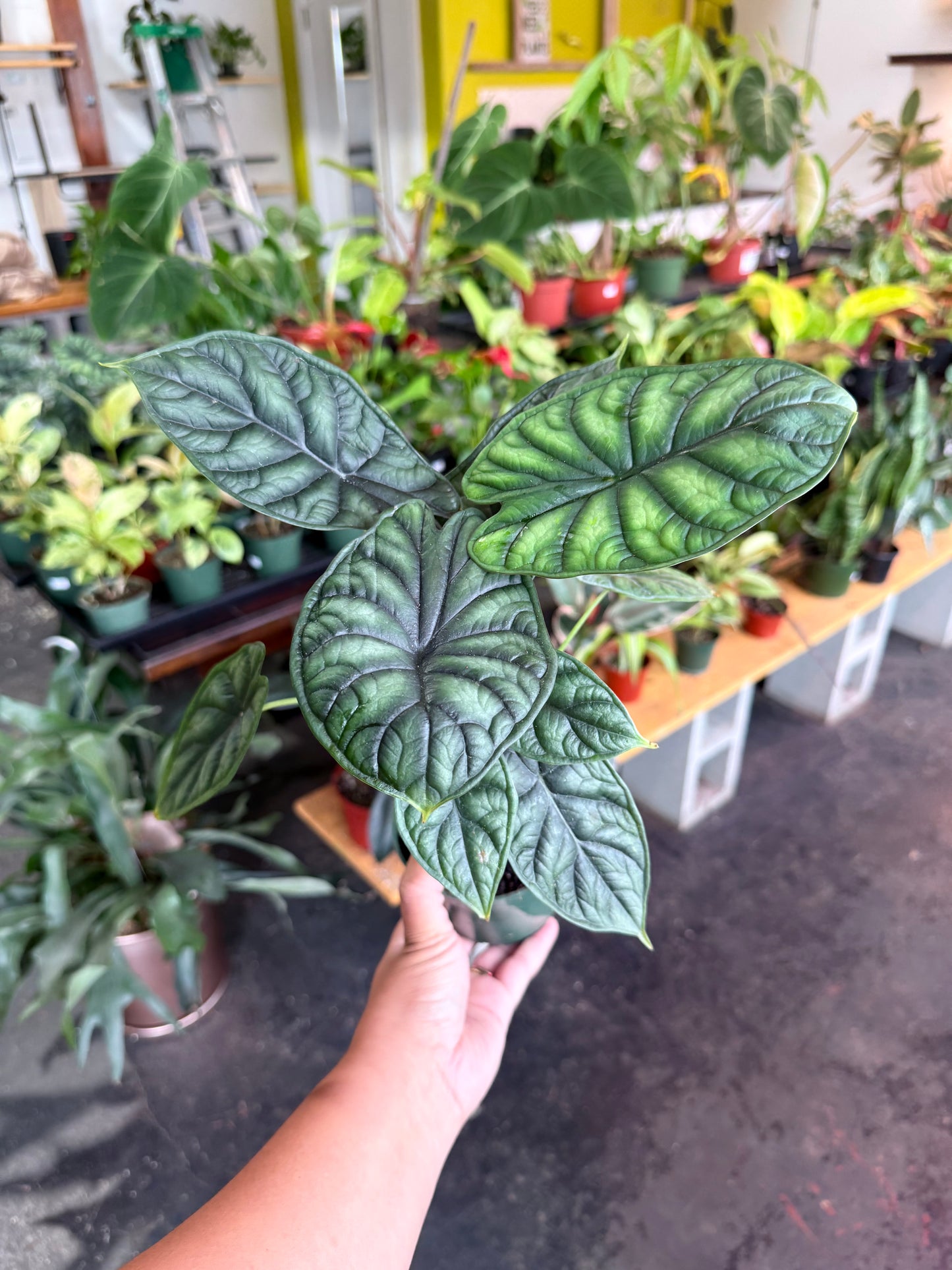 Alocasia 'Dragon Scale'