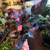 Philodendron 'Pink Princess'