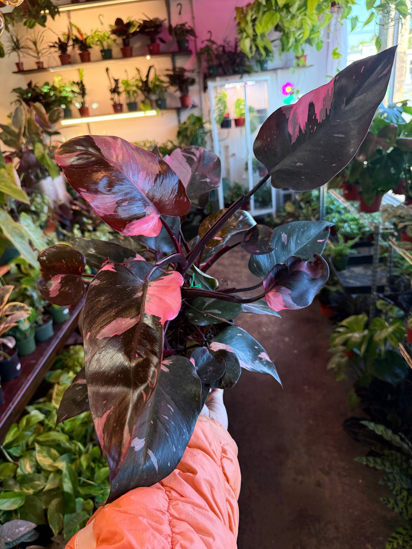 Philodendron 'Pink Princess'