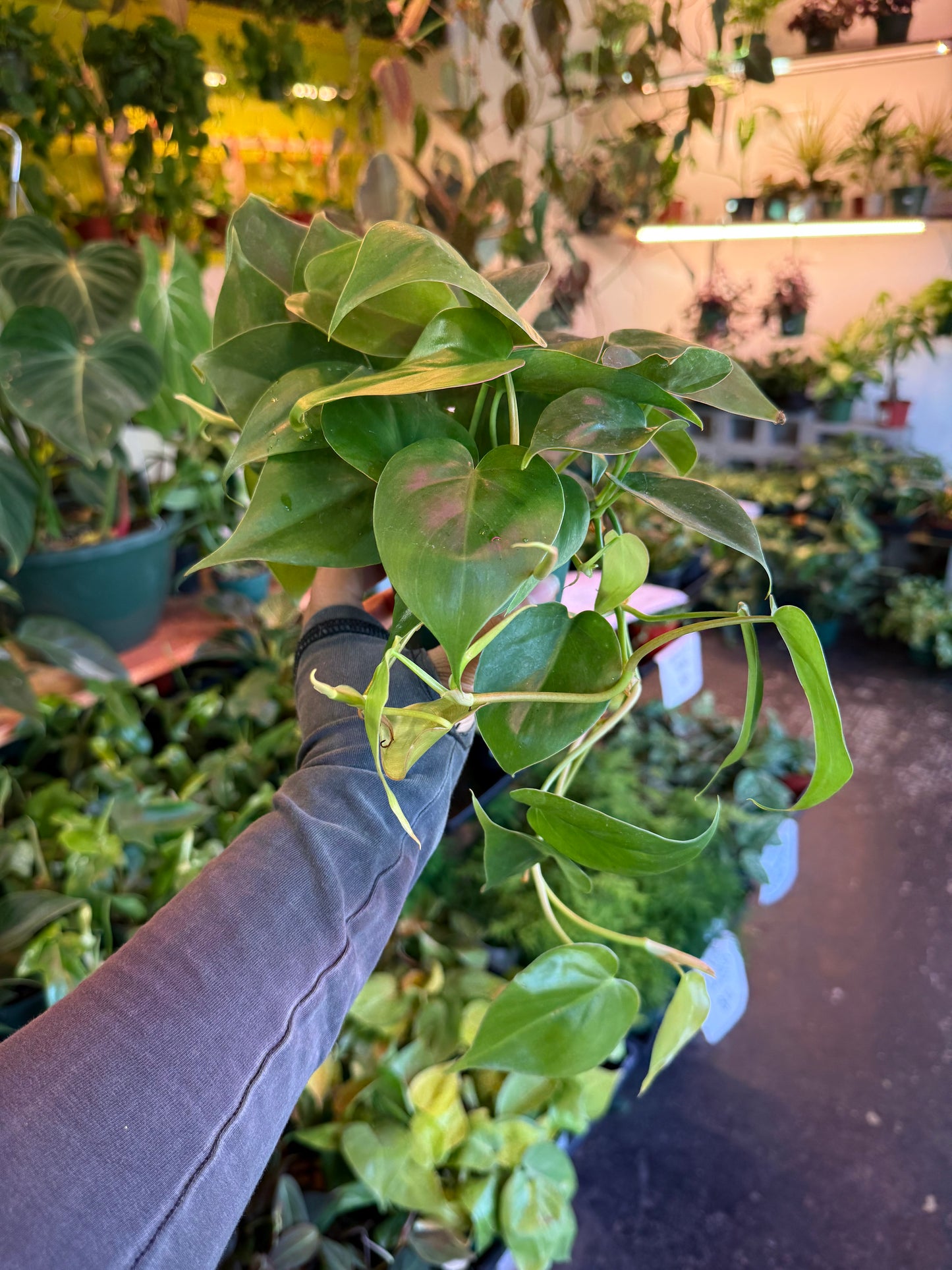 Philodendron Cordatum