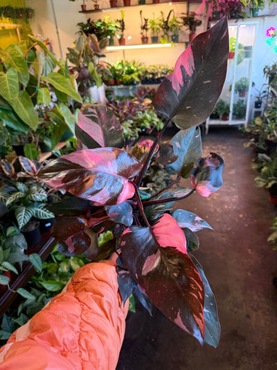 Philodendron 'Pink Princess'