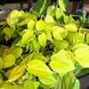 Philodendron Neon