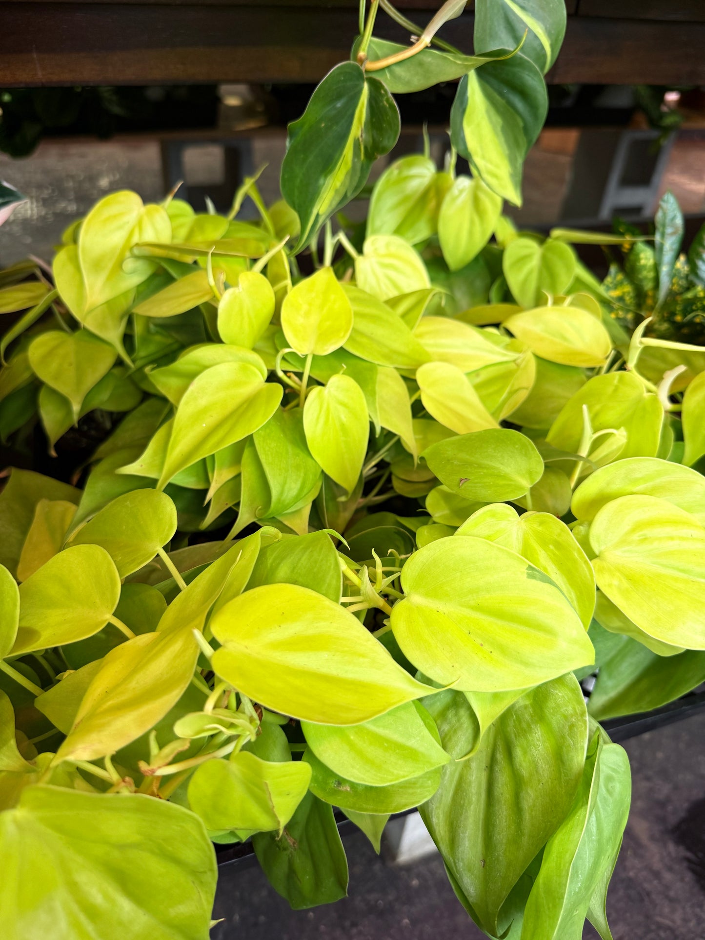 neon philodendron golden emerald Philodendron Neon – Humboldt Houseplants