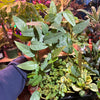 Pothos ‘Cebu Blue’