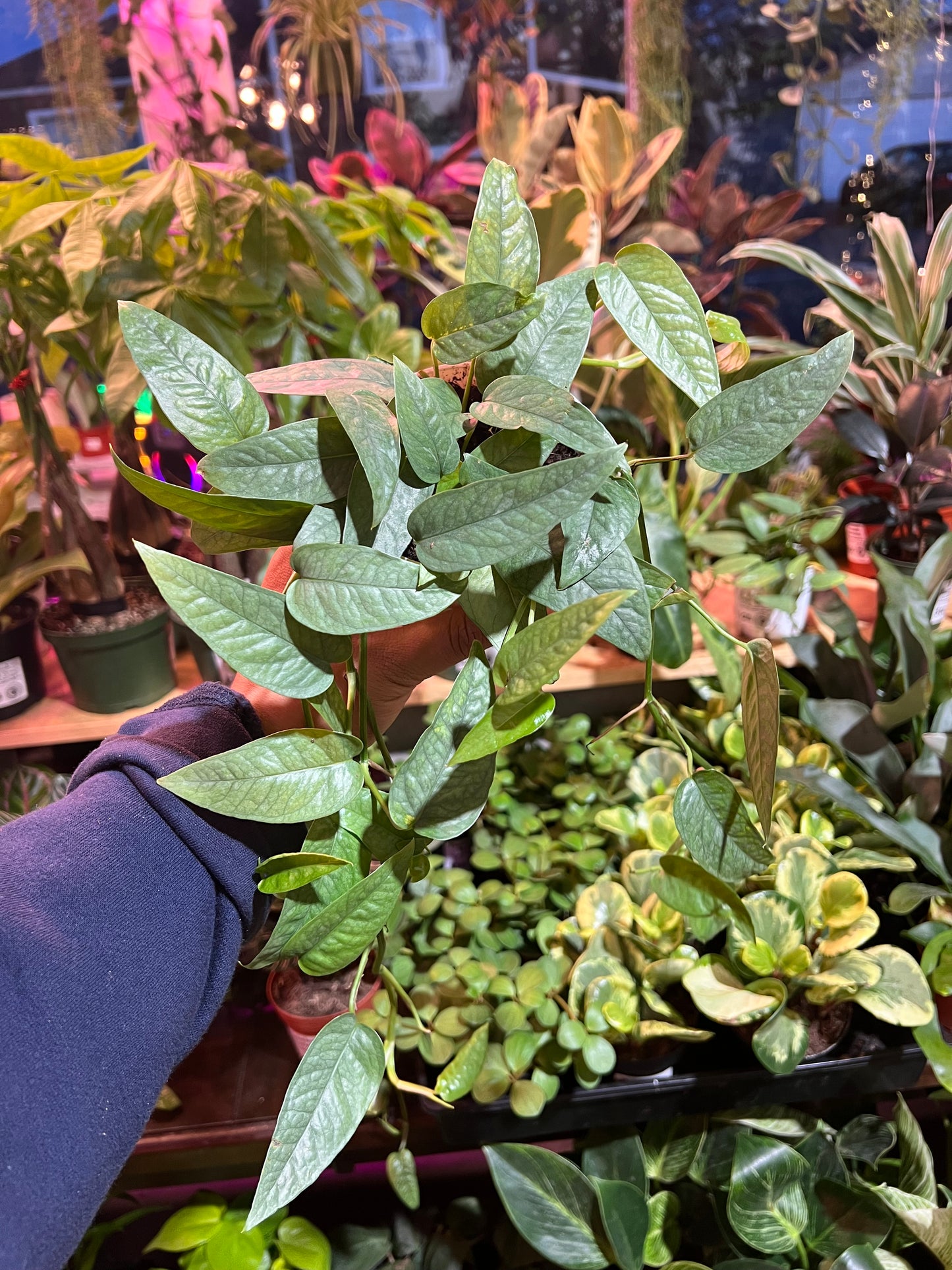 Pothos ‘Cebu Blue’