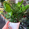 ZZ Plant 'Zamioculcas Zamiifolia'