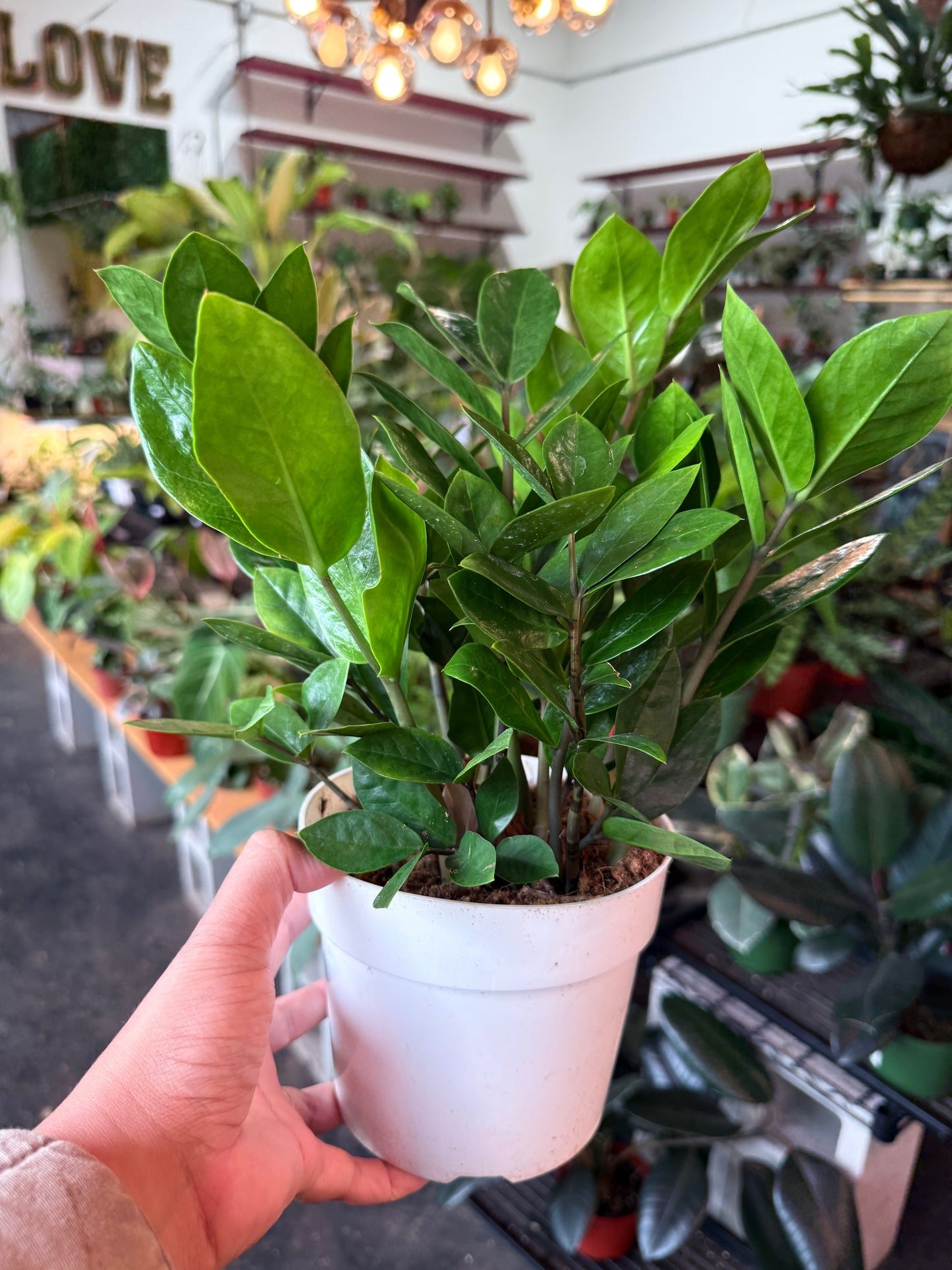 ZZ Plant 'Zamioculcas Zamiifolia'