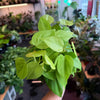 Philodendron Neon