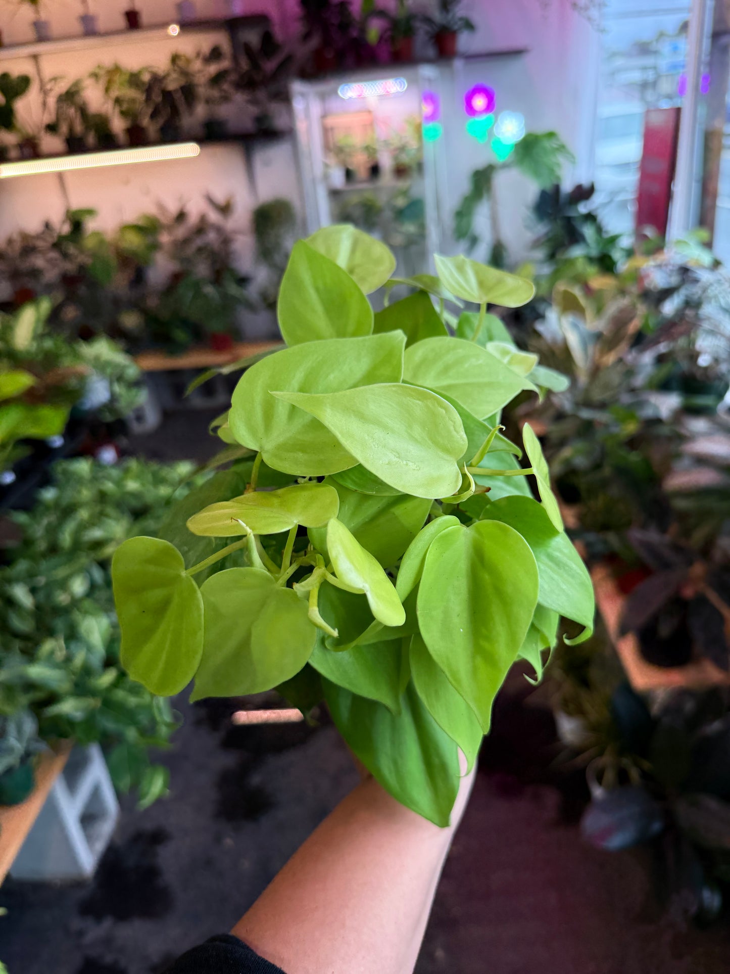 Philodendron Neon